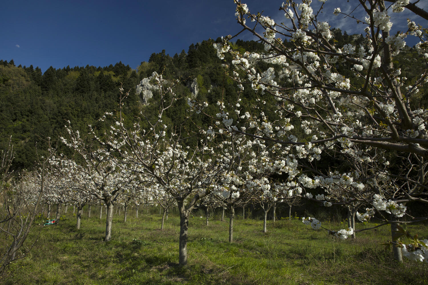Ανθισμένες κερασιές Μπένου Παναγιώτη, χωριό Μετόχι. Φωτογραφία: ©Βασίλης Συκάς, για τον Δήμο Κύμης-Αλιβερίου