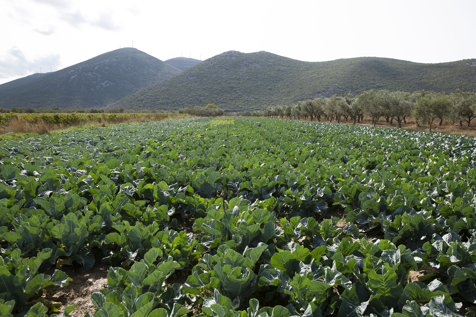 Φυτεία με λάχανα στο κάμπο, χωριό Δύστος. Φωτογραφία: ©Βασίλης Συκάς, για τον Δήμο Κύμης-Αλιβερίου