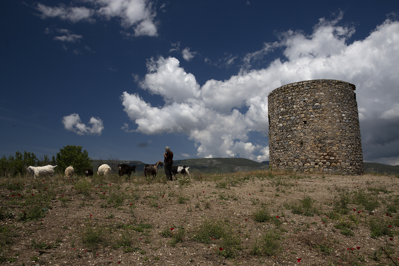 Ανεμόμυλος Κώστα Στουπή, χωριό Άγιος Λουκάς. Φωτογραφία: ©Βασίλης Συκάς, για τον Δήμο Κύμης-Αλιβερίου