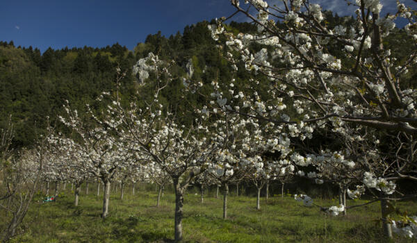 Ανθισμένες κερασιές Μπένου Παναγιώτη, χωριό Μετόχι. Φωτογραφία: ©Βασίλης Συκάς, για τον Δήμο Κύμης-Αλιβερίου