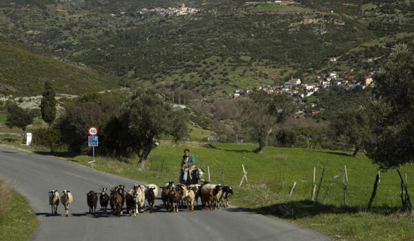 Κοπάδάκι αιγοπροβάτων και αλογάκι πόνι, χωριό Παραμερίτες. Φωτογραφία: ©Βασίλης Συκάς, για τον Δήμο Κύμης-Αλιβερίου