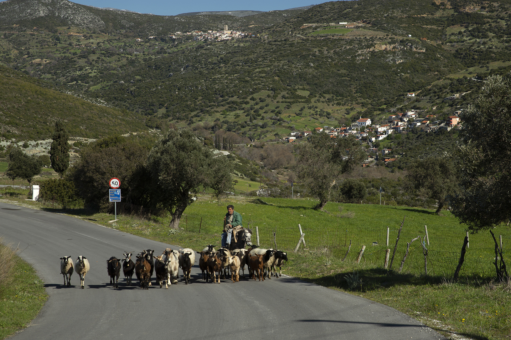 Κοπάδάκι αιγοπροβάτων και αλογάκι πόνι, χωριό Παραμερίτες. Φωτογραφία: ©Βασίλης Συκάς, για τον Δήμο Κύμης-Αλιβερίου